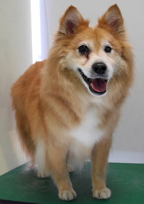 村松ゴンちゃん