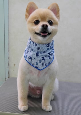 徳留クマちゃん