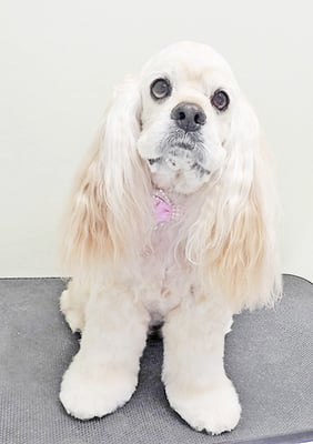 福富ベリーちゃん