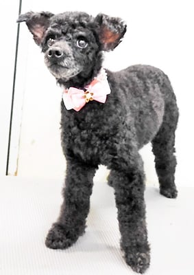 今村はなこちゃん