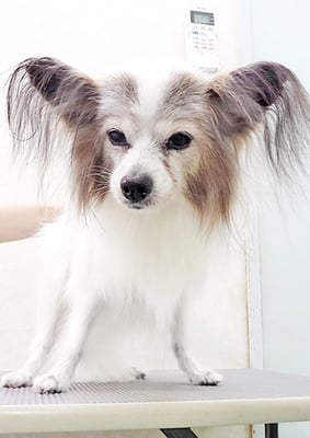 吉田パピちゃん