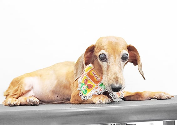 別府モモちゃん