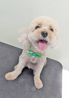 鎌田ミントちゃん