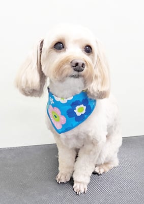 前原クッキーちゃん