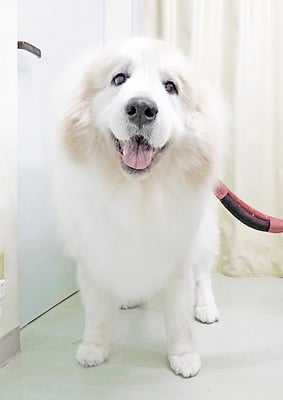 田代メイちゃん