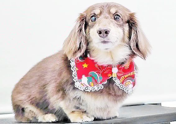 種子島レアちゃん