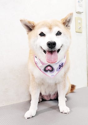 小田ハルちゃん