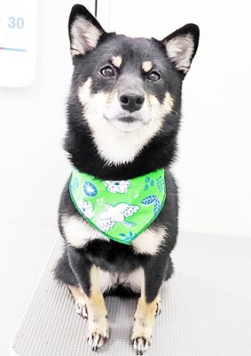 登あんこちゃん