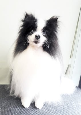 八木マリアンちゃん