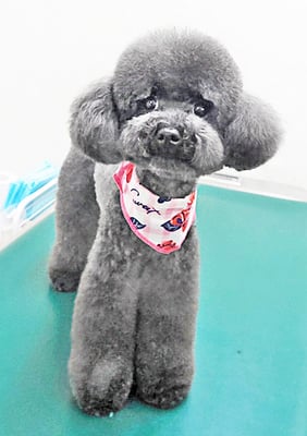 鈴木めめちゃん