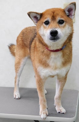 大井ジュンちゃん