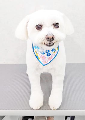 中山マルちゃん