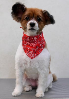 玉利ユズちゃん