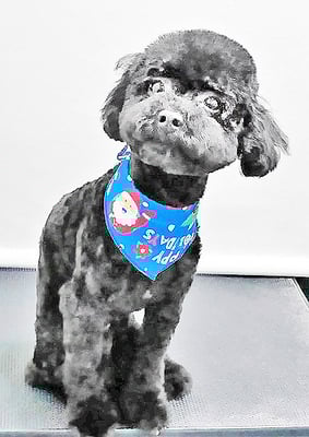 祈ひふみちゃん