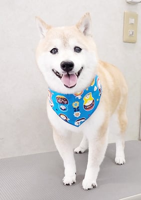 中森ラフちゃん