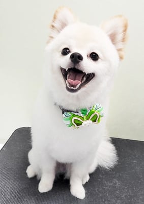 眞田ポポちゃん