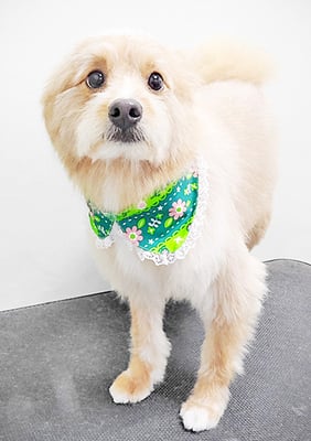 神代きなこちゃん