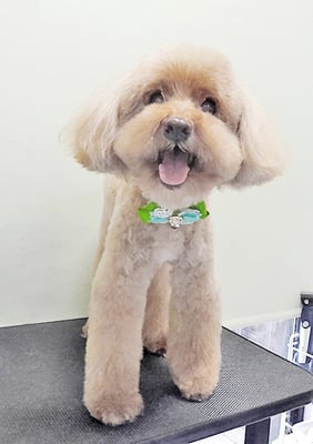 米澤ミントちゃん