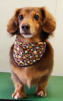 常松タンちゃん