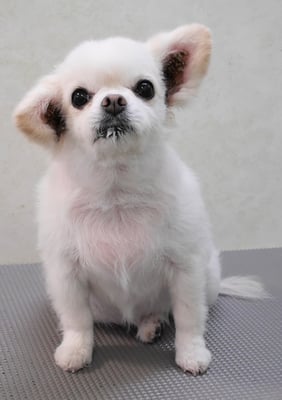 森崎ヒメちゃん