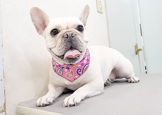 阿部花子ちゃん