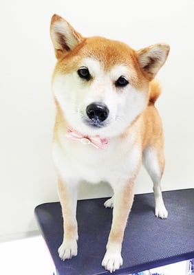 川﨑すももちゃん