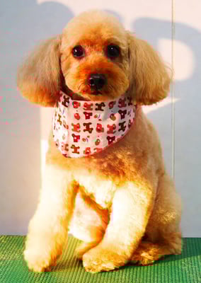 清藤チョコちゃん