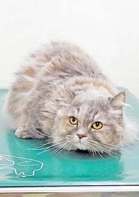 馬場メイちゃん