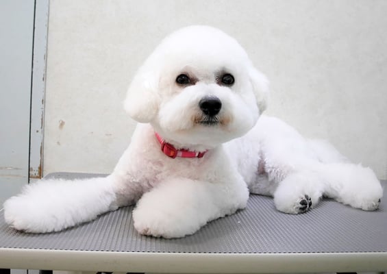 前村ゆきちゃん