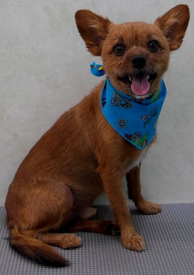 助村るぅちゃん