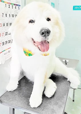 田代メイちゃん