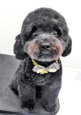 南雲ポロちゃん