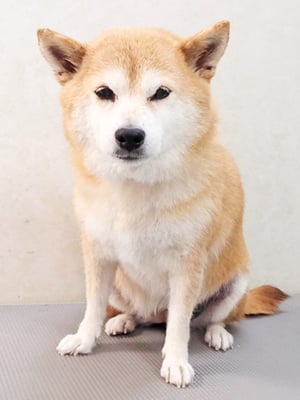 小田ハルちゃん