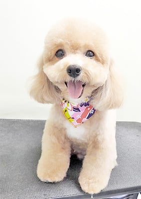 丸山小琴ちゃん