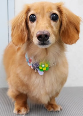 津曲パンちゃん