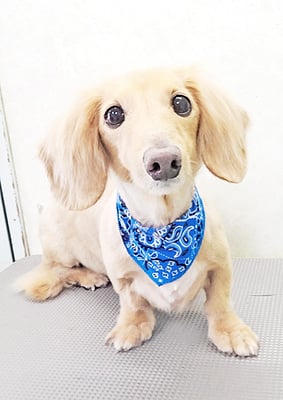 徳永コロンちゃん