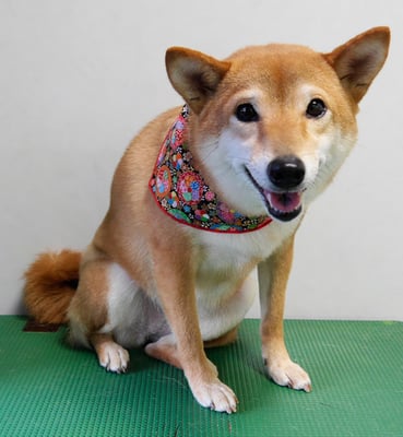 有馬コナツちゃん