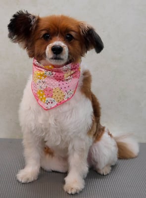 玉利ユズちゃん