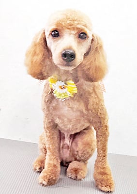 七村プリンちゃん