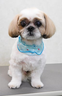 大田ポッキーちゃん