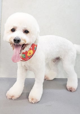 石元ぽちゃちゃん