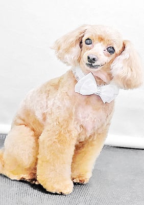 森崎ネネちゃん