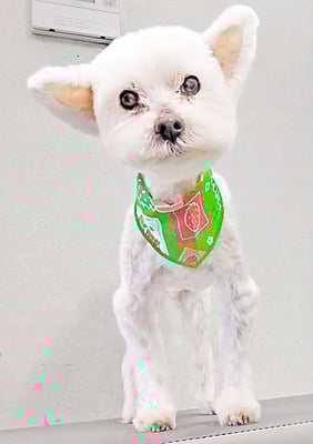 福元ミルクちゃん