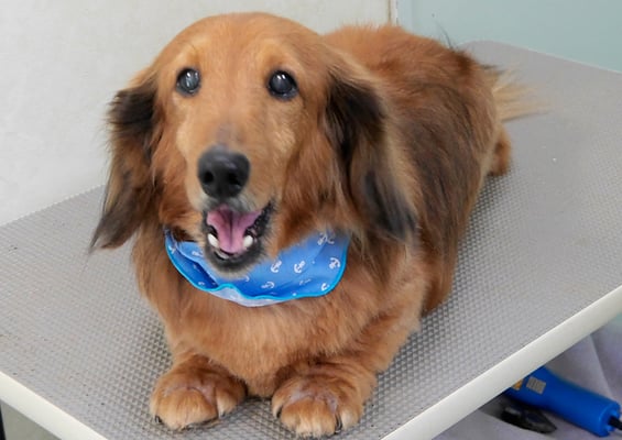 下唐湊モモちゃん