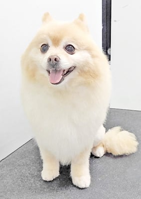 徳留クマちゃん