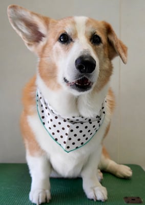 西方レオちゃん