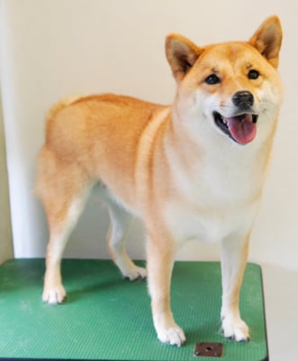 森崎アンズちゃん