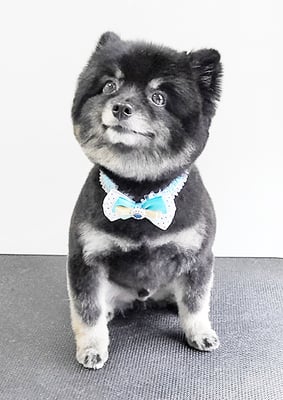 福山ポパイちゃん