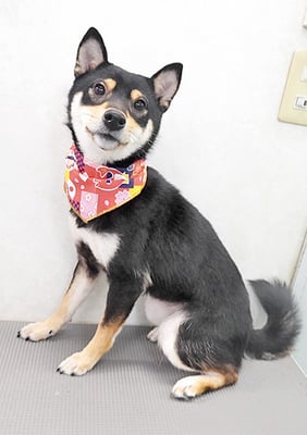 西元風子ちゃん