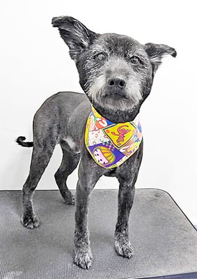 中田たろうちゃん